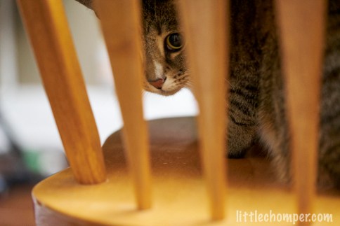 Luna looking despondent behind chair