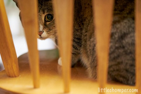 Luna looking out from behind chair completely in view