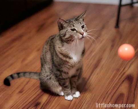 Luna observing a bouncing ball