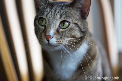 Luna on chair looking thoughtfully to the left