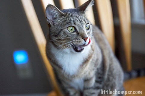 Luna on chair looking wide-eyed with tongue out to right