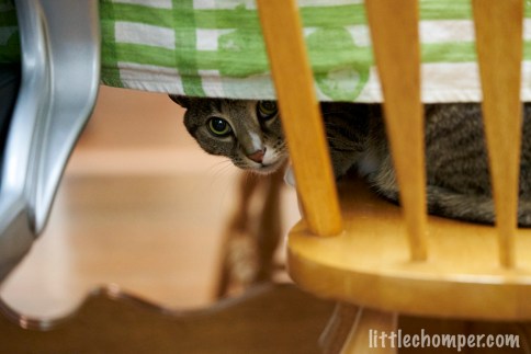Luna on chair peeking out from under table
