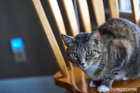 Luna on chair staring forward with wide eyes