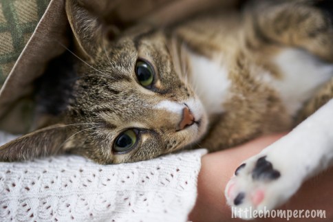 Luna on side looking at camera with foot in front