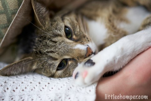 Luna on side looking down at foot