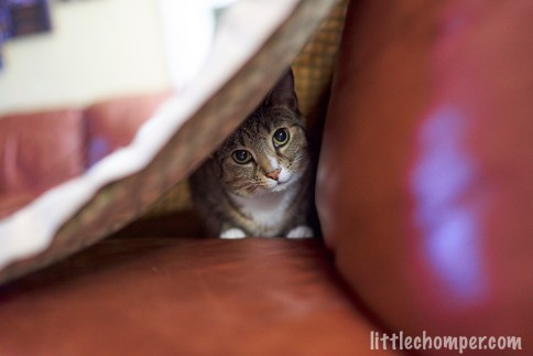 Luna peeking out from under blanket looking at camera