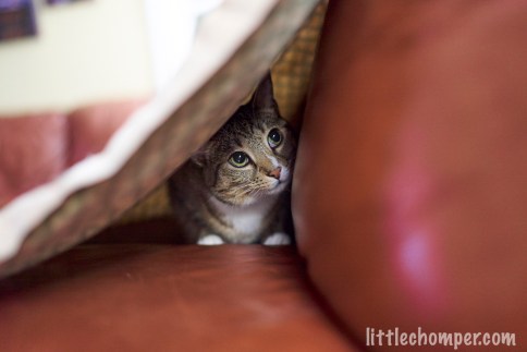 Luna peeking out from under blanket looking up and to right