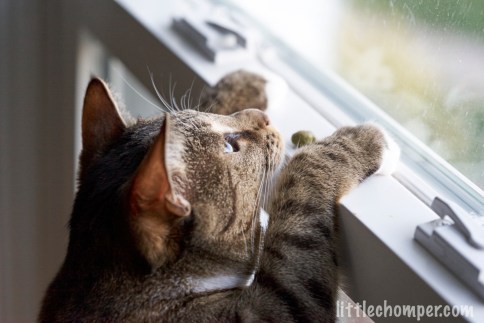 Luna reaching up over window to get treat