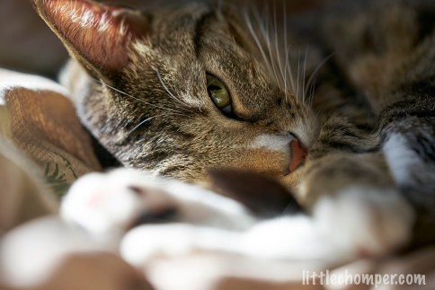 Luna sleeping between two blurry feet