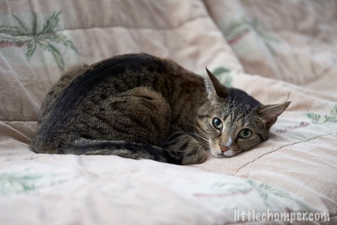 Luna with chin down on sofa looking at camera