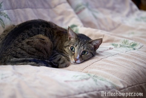 Luna with chin down on sofa looking wide-eyed to left