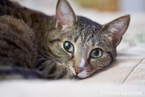 Luna with chin down on sofa looking worried at camera with wide eyes, one a bit narrower
