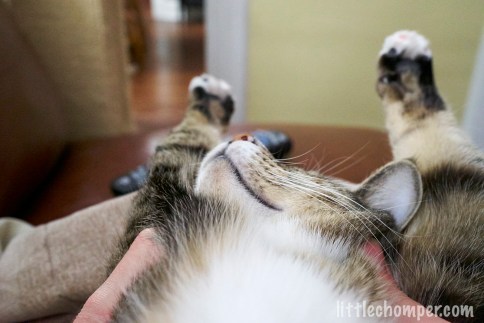 Luna with paws being stretched laying back