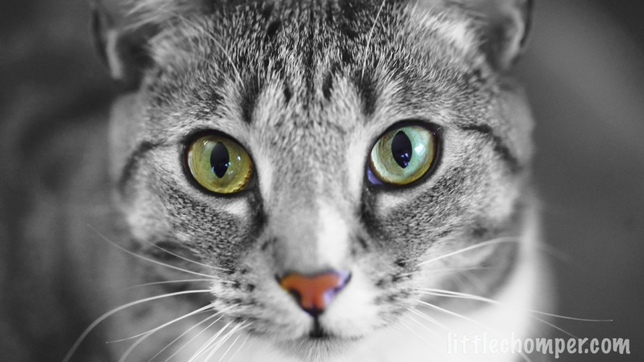 Closeup of Luna staring forward with big eyes.jpg