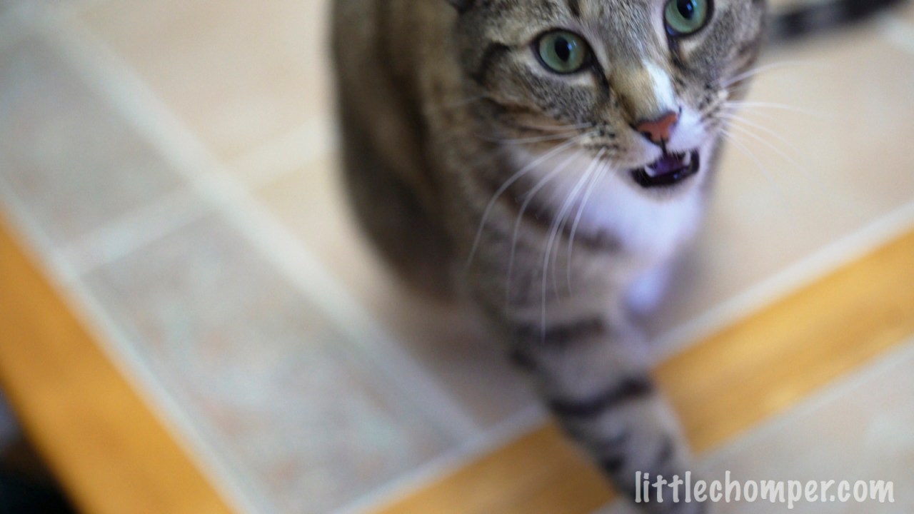 Luna close up with mouth slightly ajar.jpg