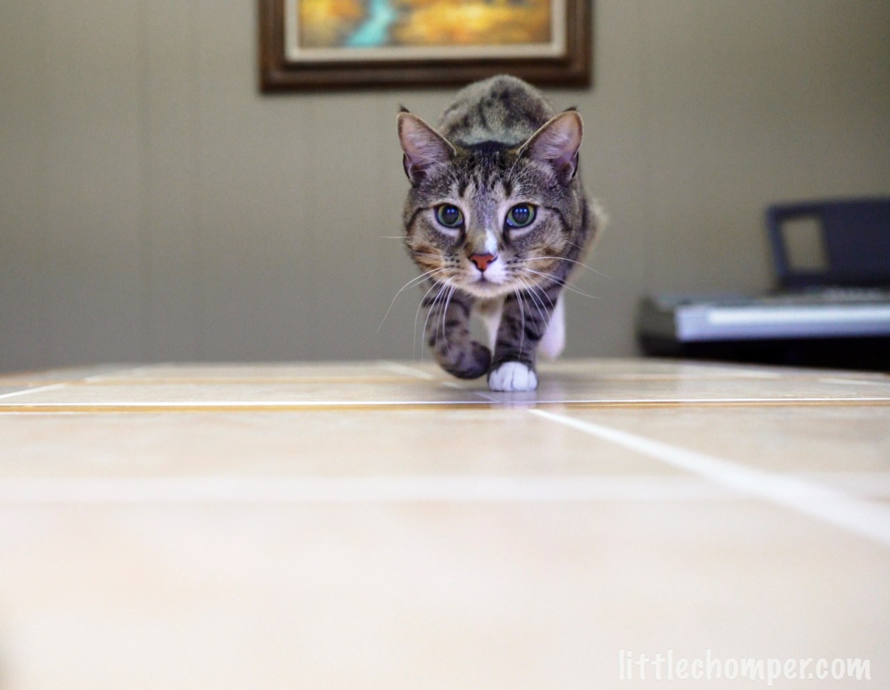 Luna crouched and stalking treat cropped.jpg