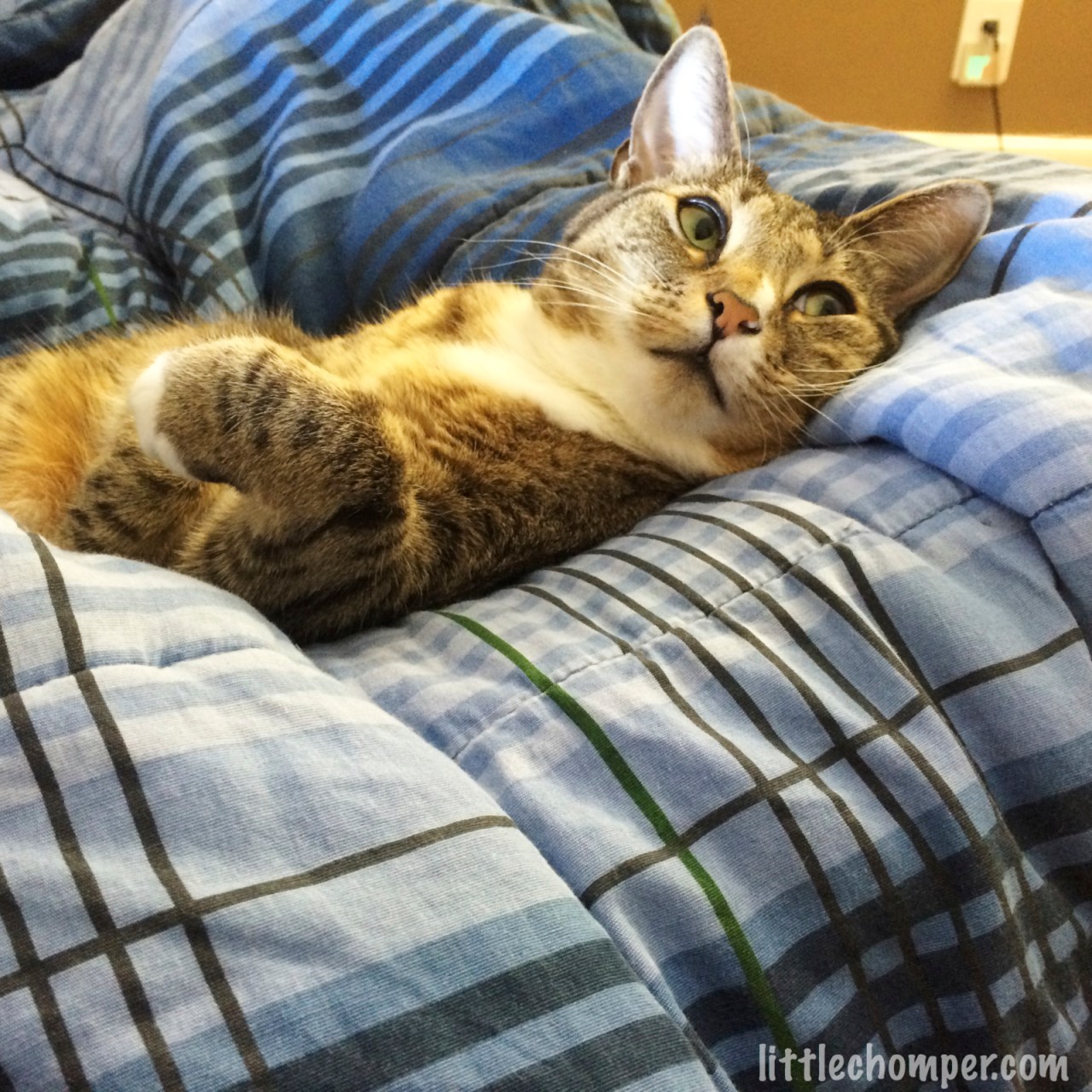 Luna lounging on blue blanket looking far backward to right.jpg