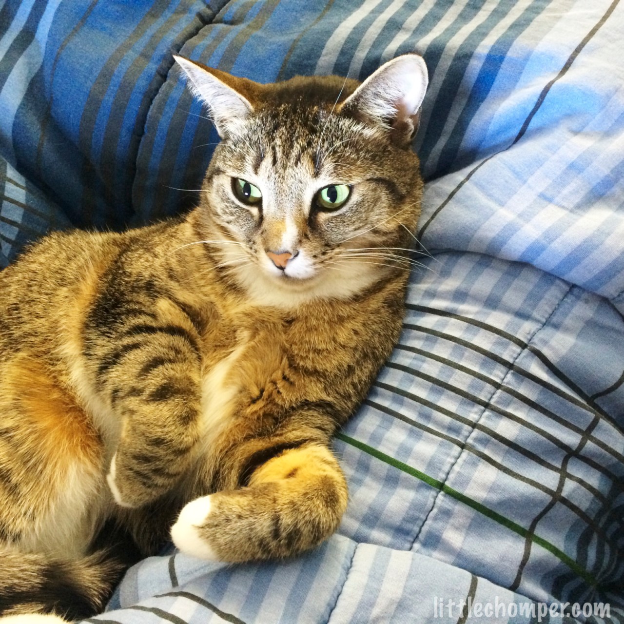 Luna lounging on blue blanket looking left with brightly lit eyes.jpg