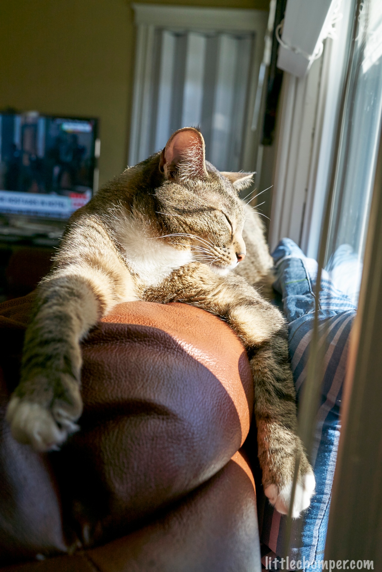 Luna sleeping in sun with paws separated wide over top of sofa.jpg
