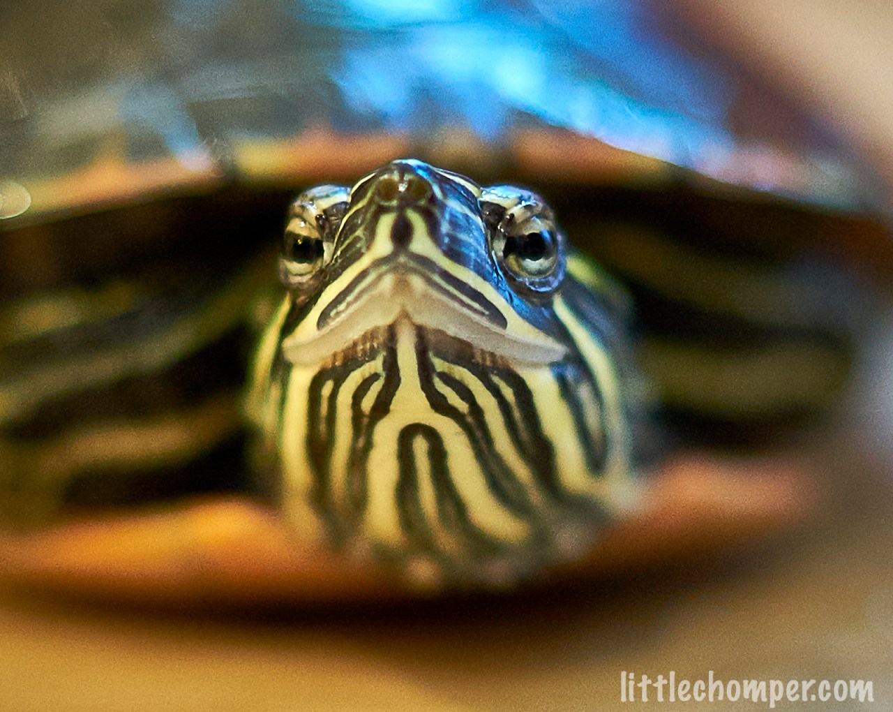 Turtle looking slightly to left with blue pills in front close up.jpg