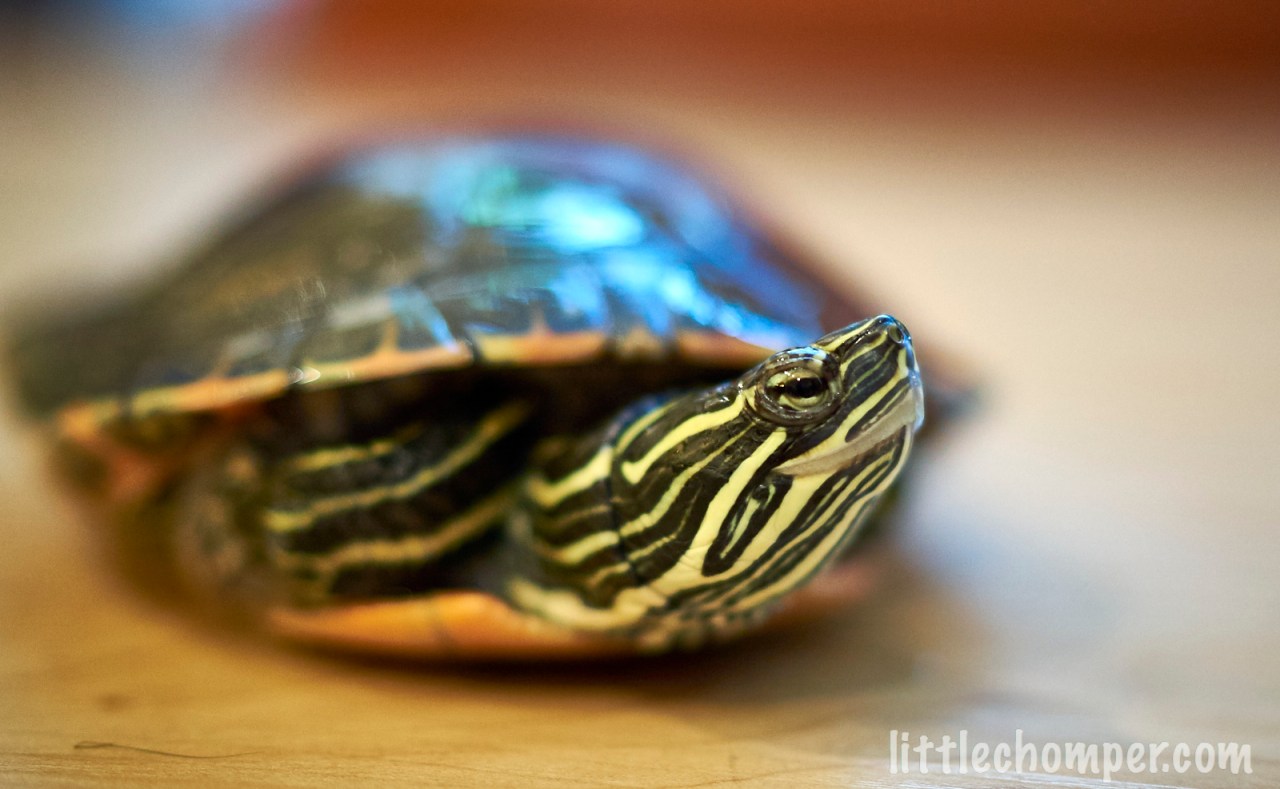 Turtle looking to right with blue pills in front.jpg
